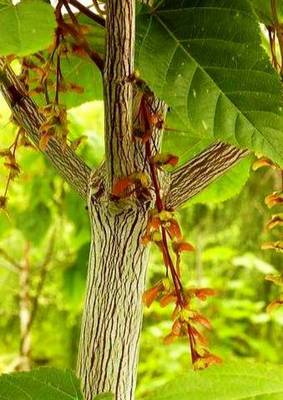 ACER DAVIDII